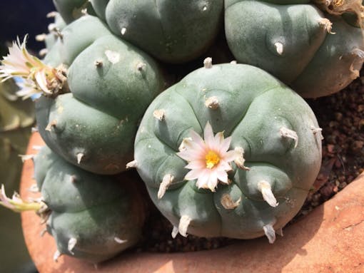 peyote cactus